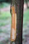 cinnamon tree